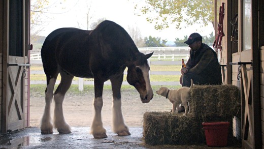 2015 Budweiser Super Bowl Commercial “Lost Dog”