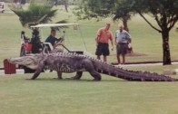 Massive gator invades Florida golf course