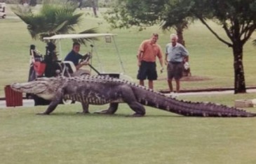 Massive gator invades Florida golf course