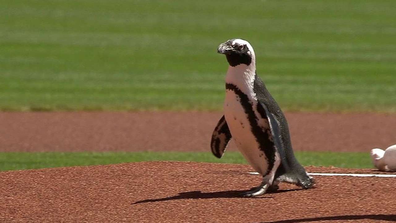 Penguin delivers the game ball for the Reds