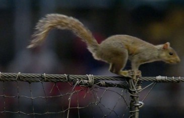 Amazing: A squirrel climbs netting & jumps on Phillies players in the dugout