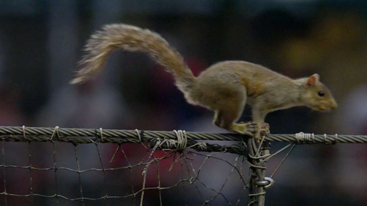 Amazing: A squirrel climbs netting & jumps on Phillies players in the dugout