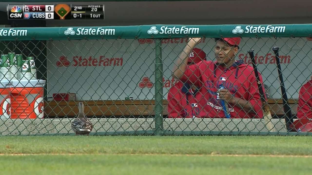 Cardinals players feed a duck near the dugout