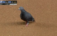 Pigeon swoops over & makes Kevin Kiermaier drop at first base