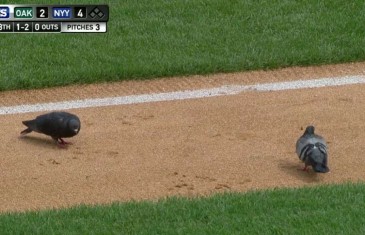 Pigeons take over field at Yankee Stadium