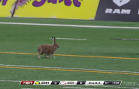 Rabbit has crazy hops during Calgary & Edmonton CFL game