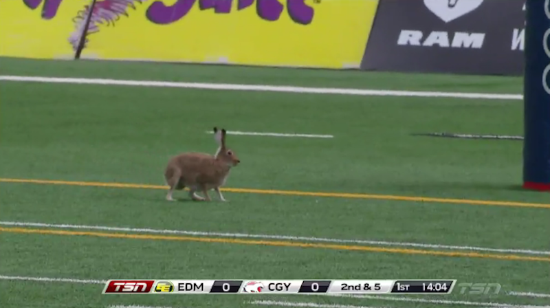 Rabbit has crazy hops during Calgary & Edmonton CFL game