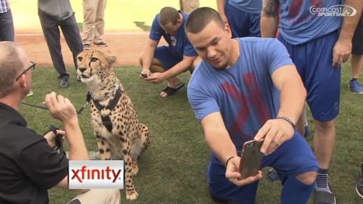 Chicago Cubs players take selfies with cheetah before game