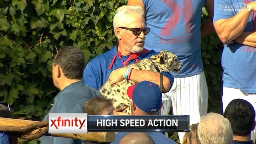 Joe Madden populates Wrigley Field with the zoo