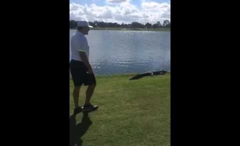 Former NHL player Jeremy Roenick tries to tackle alligator on golf course