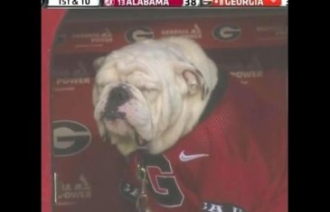 Georgia Bulldogs mascot Uga suffers in the rain during beatdown