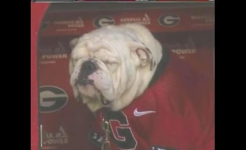 Georgia Bulldogs mascot Uga suffers in the rain during beatdown