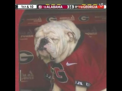 Georgia Bulldogs mascot Uga suffers in the rain during beatdown