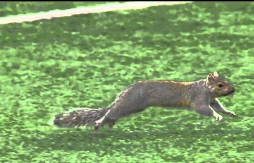 Squirrel steals the show during Packers vs Vikings