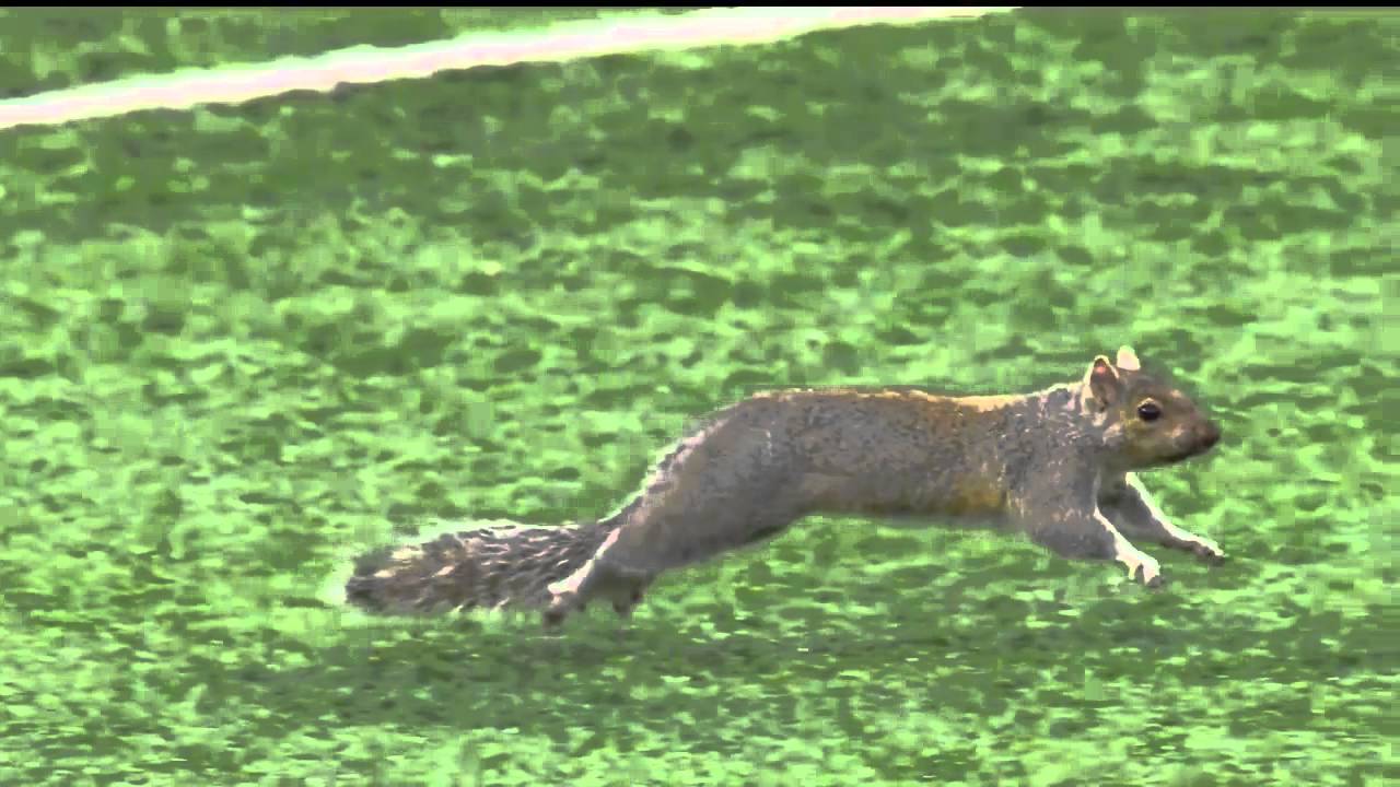 Squirrel steals the show during Packers vs Vikings