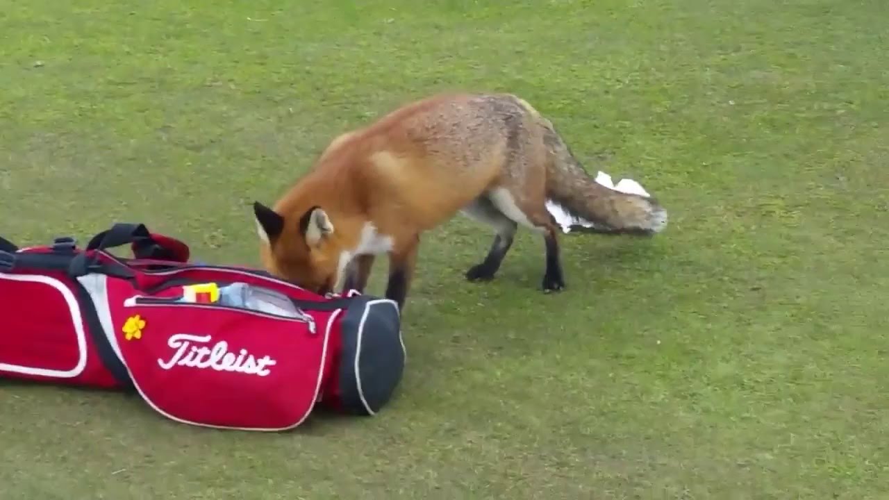 Clever fox steals golfers wallet from his golf bag