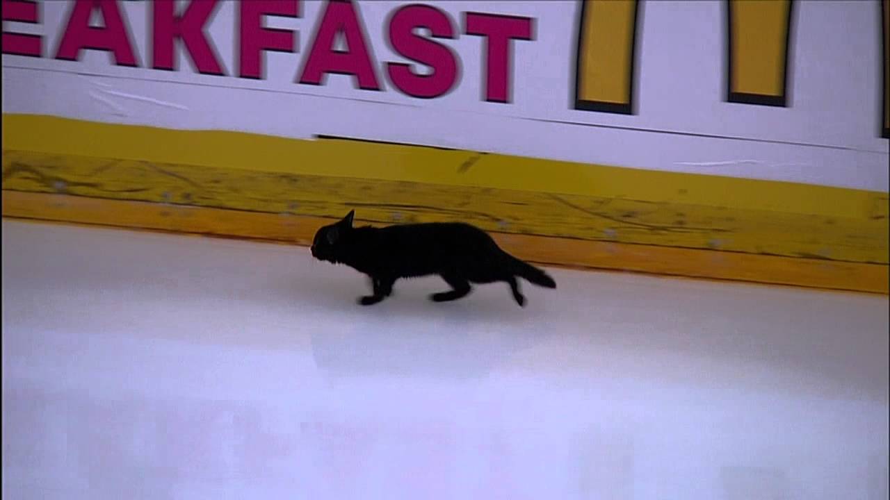 Bad Luck? A black cat runs across the ice during Sharks & Predators game