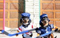 It’s 2016 & wiener dogs now play ball hockey