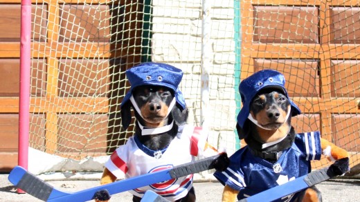 It’s 2016 & wiener dogs now play ball hockey