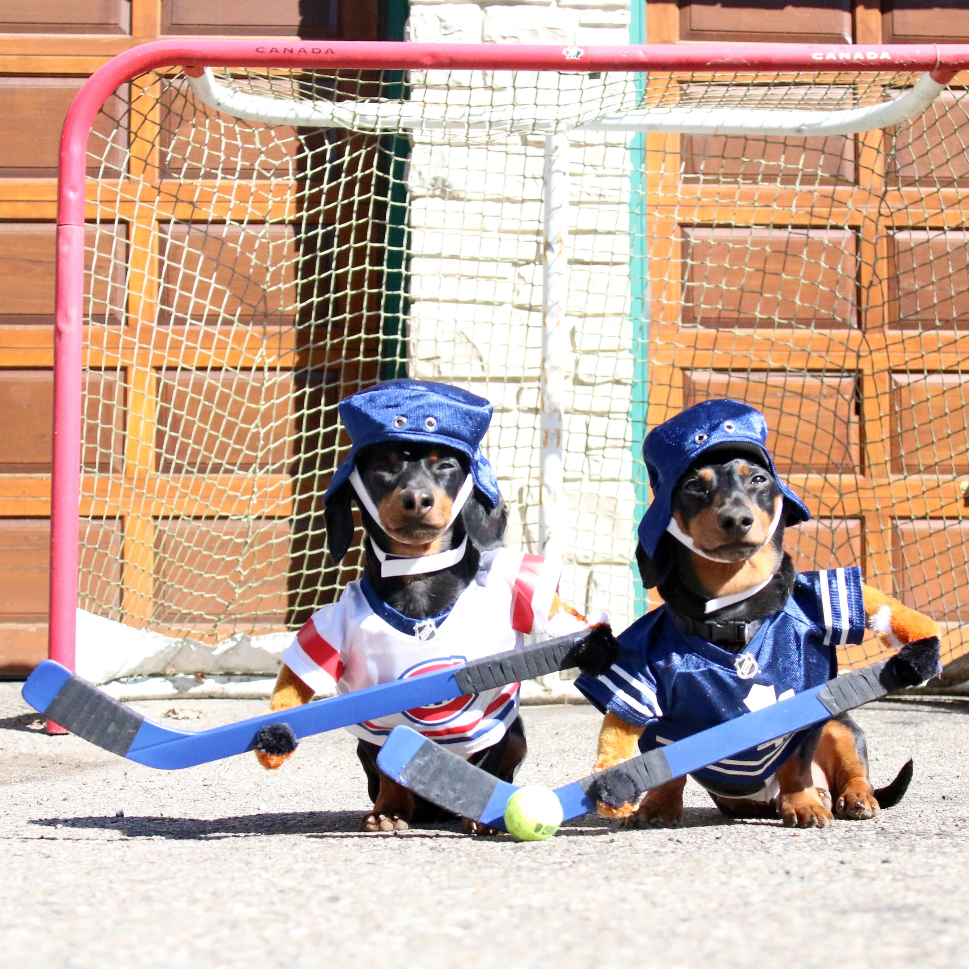 It's 2016 & wiener dogs now play ball hockey