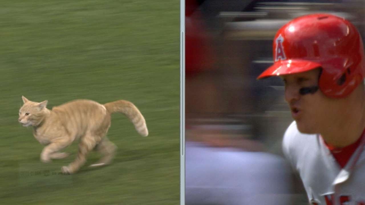 Angels broadcast compare cats speed to Mike Trout's speed