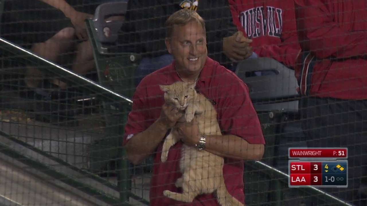 Cat runs on the field at Angels game