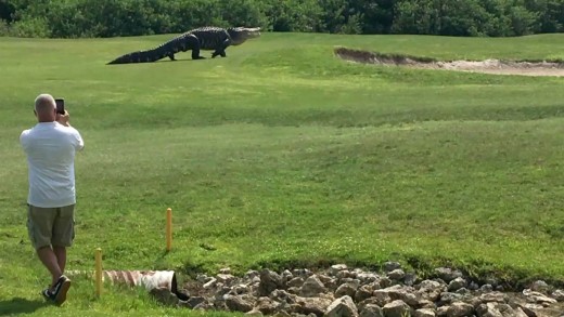 Giant Gator Walks Across Florida Golf Course