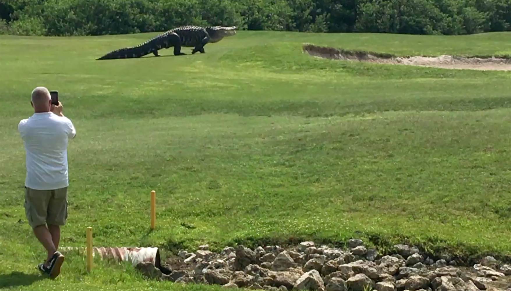 Giant Gator Walks Across Florida Golf Course