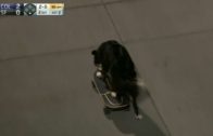 Skateboarding dog makes an appearance during Giants game