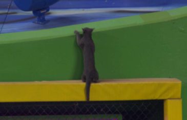 Cat invades the Miami Marlins game