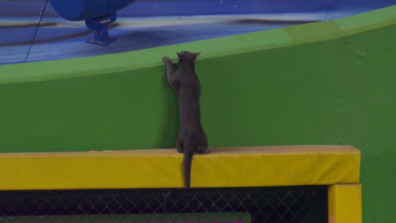 Cat invades the Miami Marlins game
