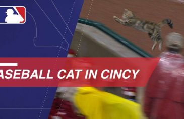 Cat Can’t Escape Field Friday Night at Great American Ballpark