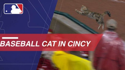 Cat Can’t Escape Field Friday Night at Great American Ballpark