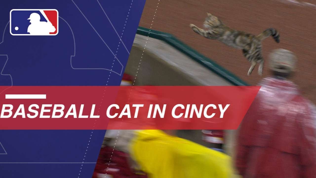 Cat Can't Escape Field Friday Night at Great American Ballpark